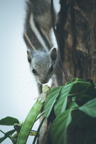 Grey squirrels
